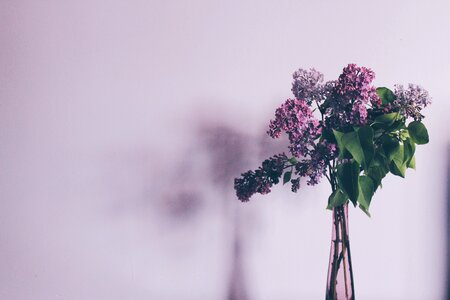 Lilac floral bloom