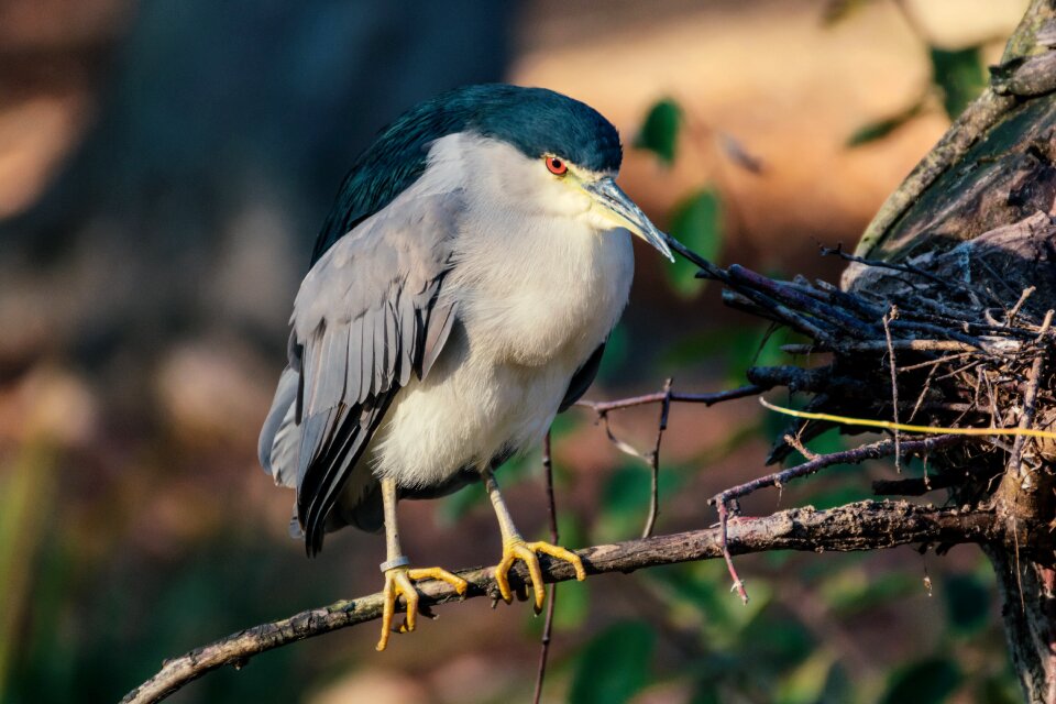 Night heron zoo feather