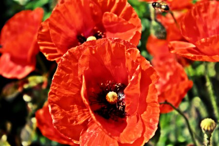 Bee wild flowers blossoms photo