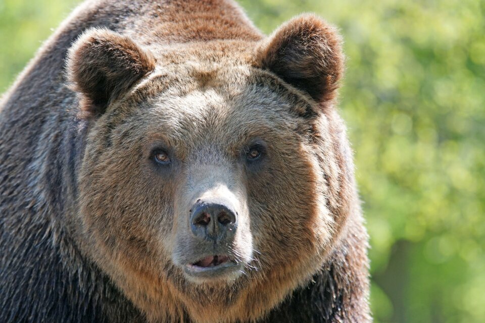 Master petz nature park bear