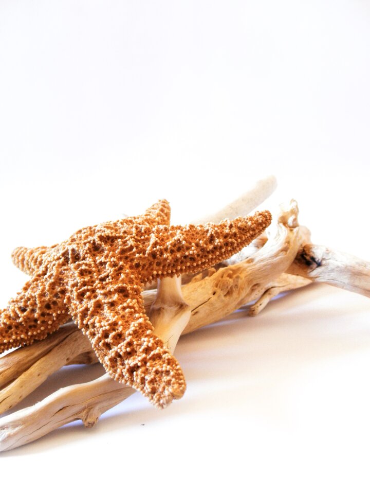 Driftwood decorative marine