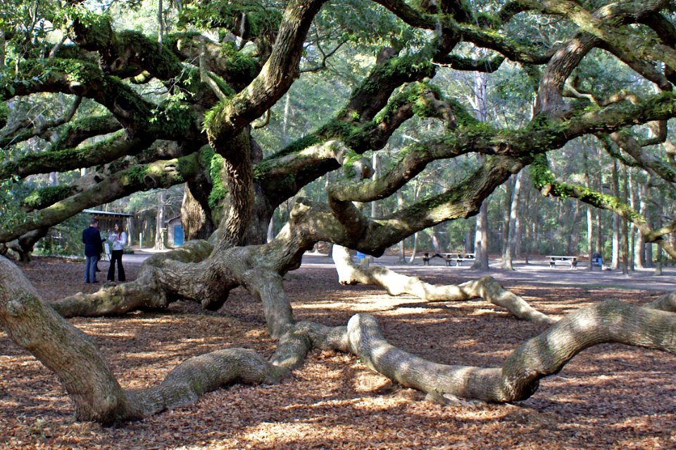 20201108 angle oak