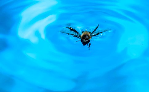 "Buzz", the pool bee