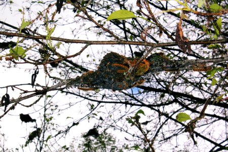 Caterpillar nests in a tree photo