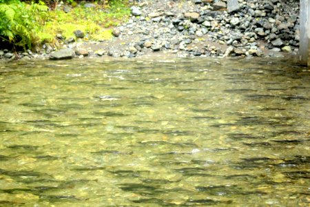 Salmon Spawning in a Stream photo