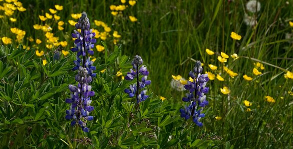 Purple violet summer photo