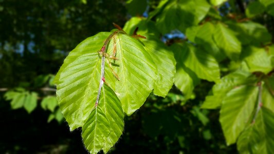 Spring green branch
