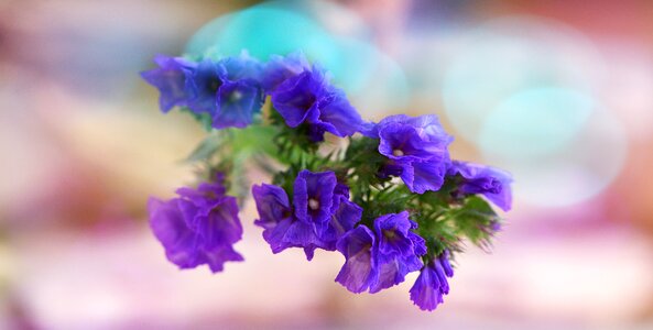 Flowers blue plant photo