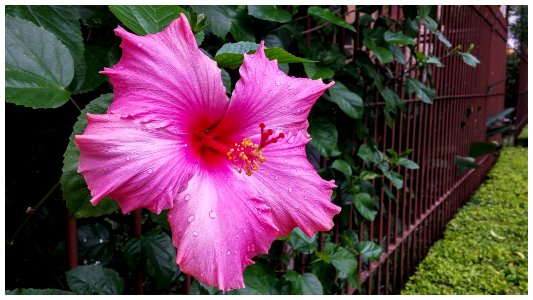 Hibiscus photo