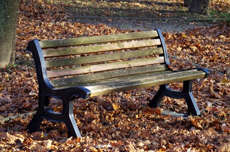 Bench park autumn