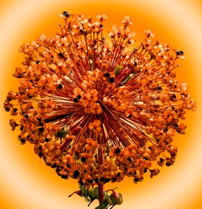 Bloom seeds leek flower