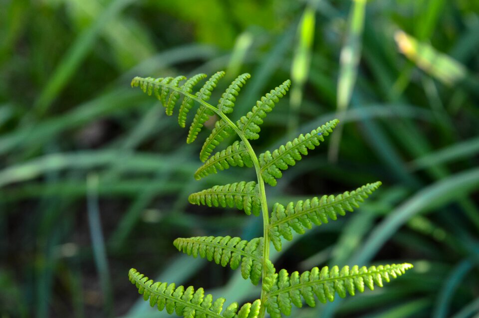 Plant garden leave