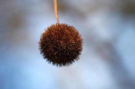 The fetus tree nature photo