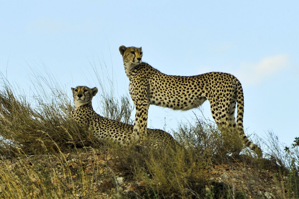 Wildlife cat big photo