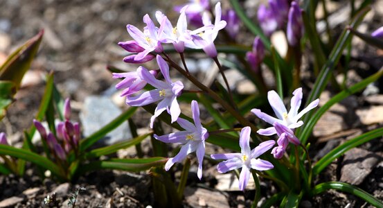 Flower plant flowers photo