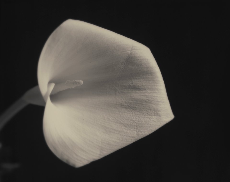170402-001226-Calla- lily-ASE6