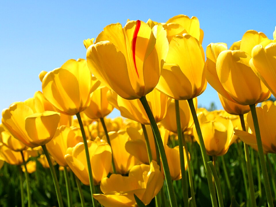 Growing floral blossoms