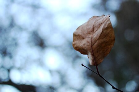 Dead autumn cloudy