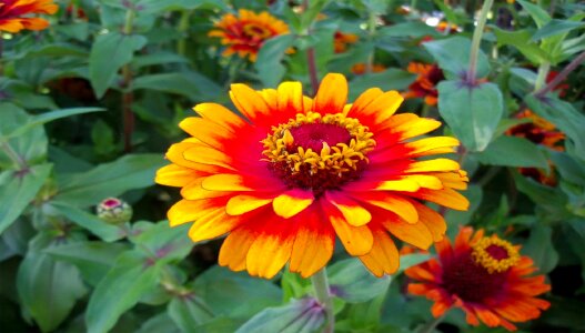 Floral blossoms plants