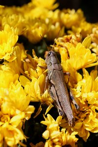 Bug locust insect