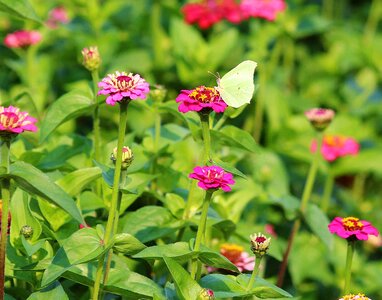 Butterfly white sale photo