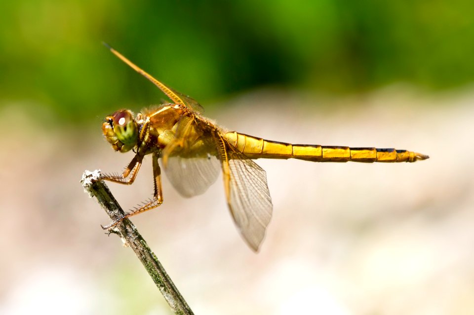 dragonfly