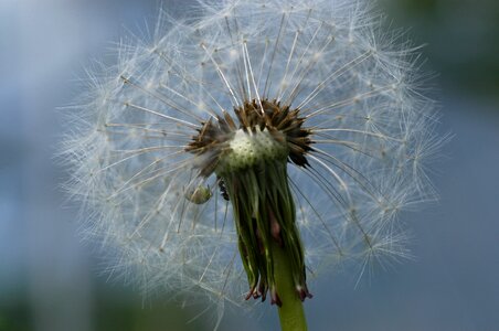 Flower pointed flower flying seeds