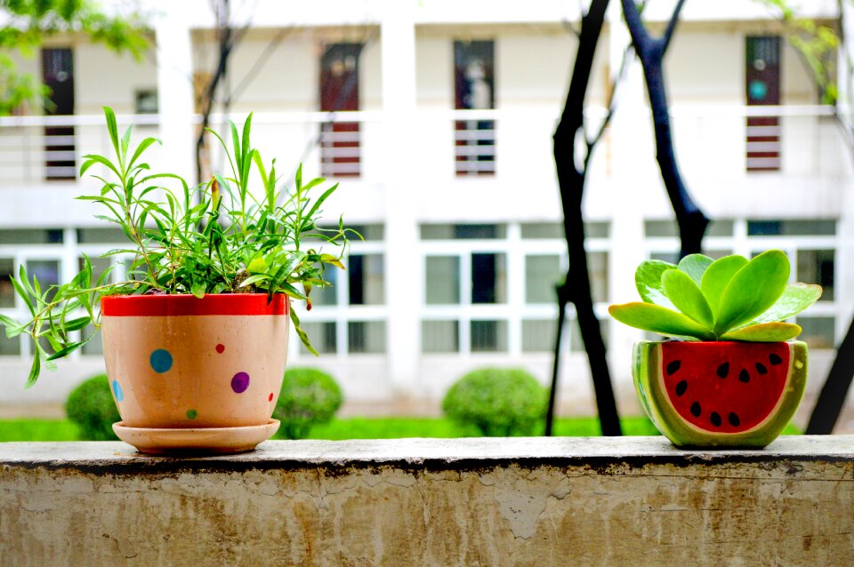 Still life home flowers houseplant