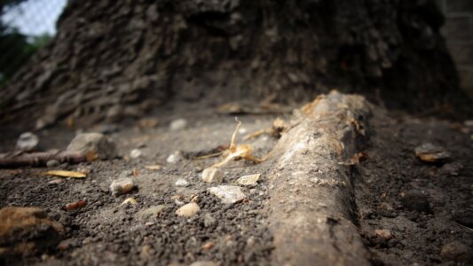 Vegetation growth ecology