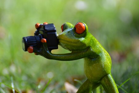 Green animal animal world