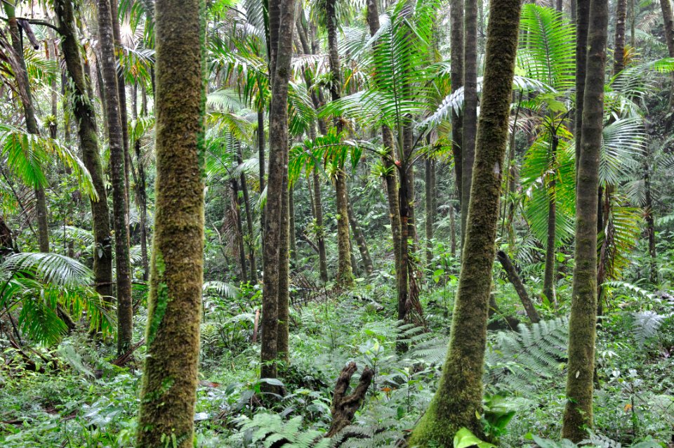 Luquillo EF montane palms