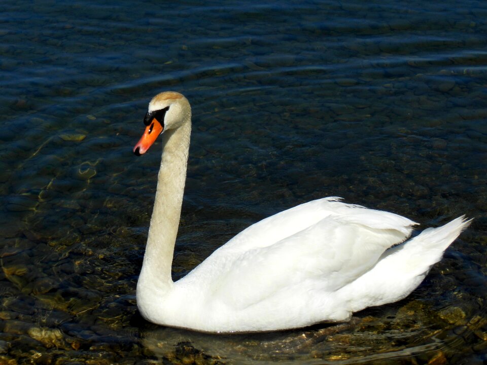 Stones water bird mood