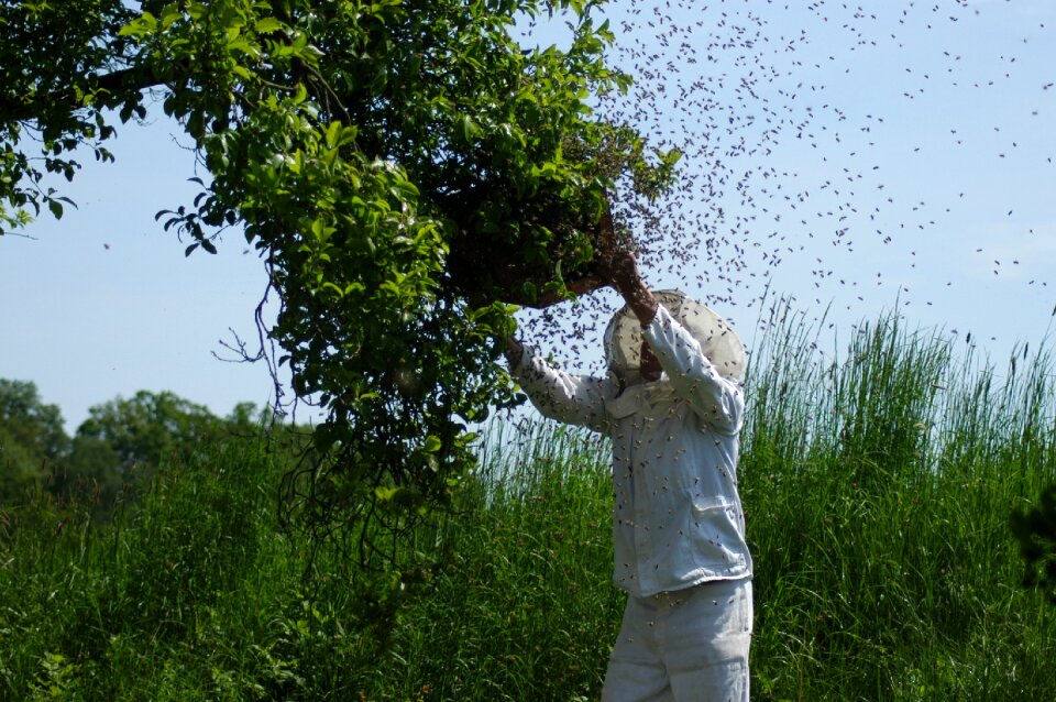 Beekeeping insect beehive photo