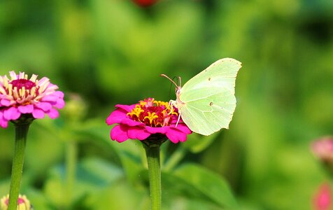 Butterfly nectar pollen