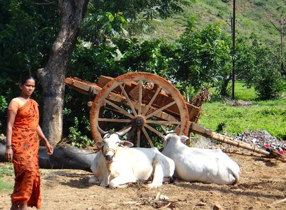 India wagon rural photo