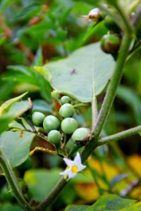 Finch Brinjal photo