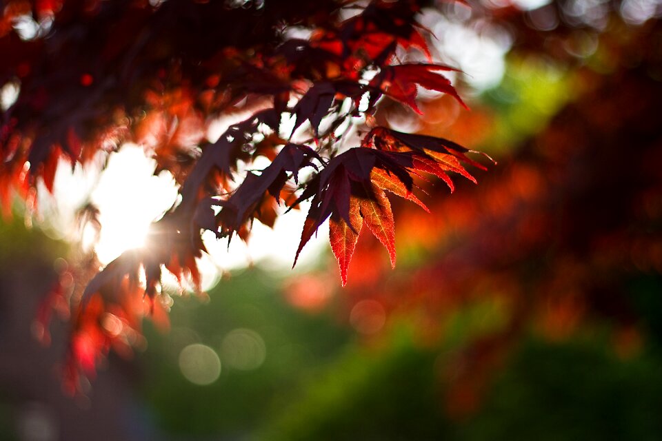 Red autumn fall