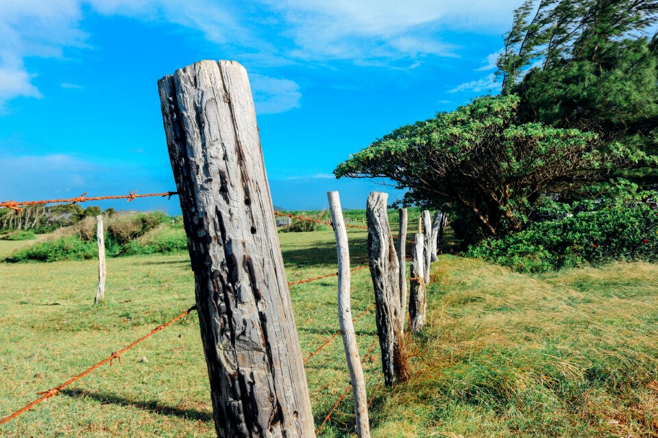 Nature landscape grass