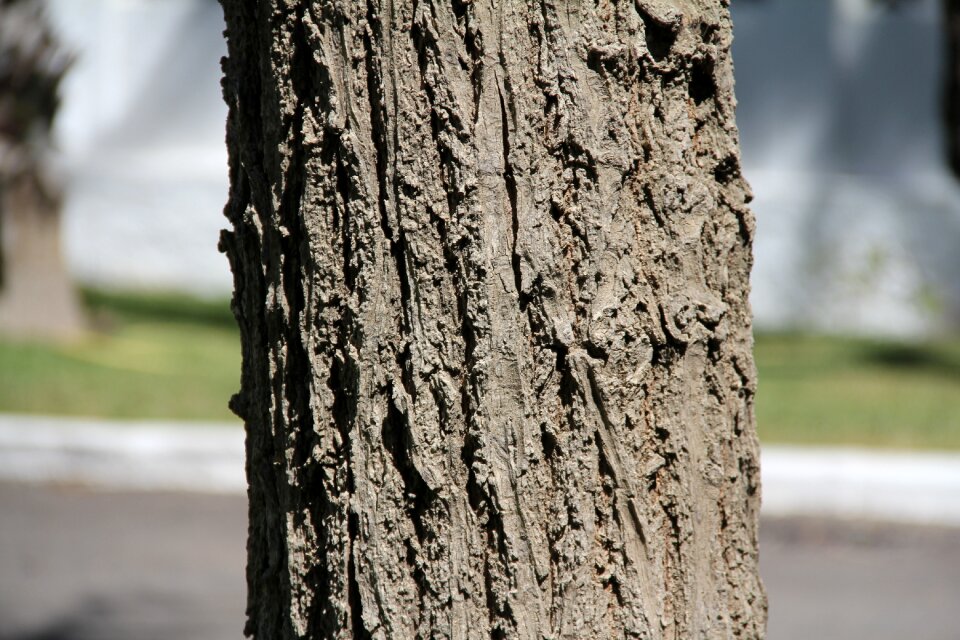 Trunk nature wood