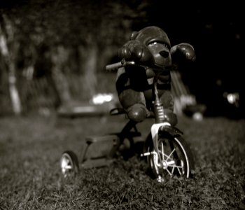 Gorilla On Tricyle