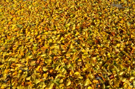 Autumn Spectrum