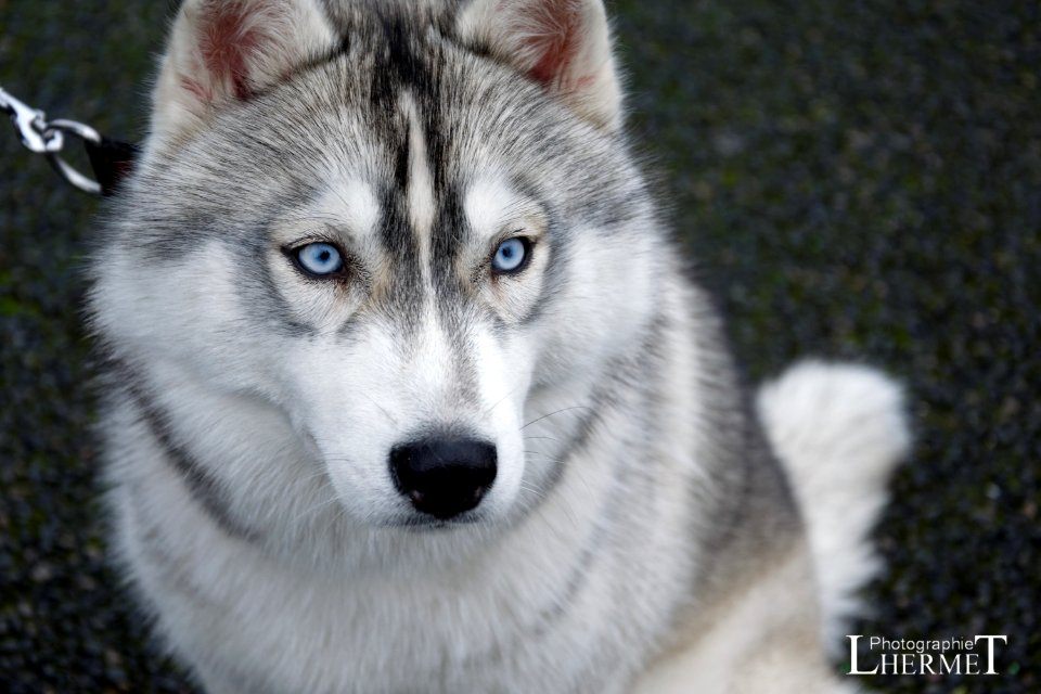 20170108-N39 Husky 0225