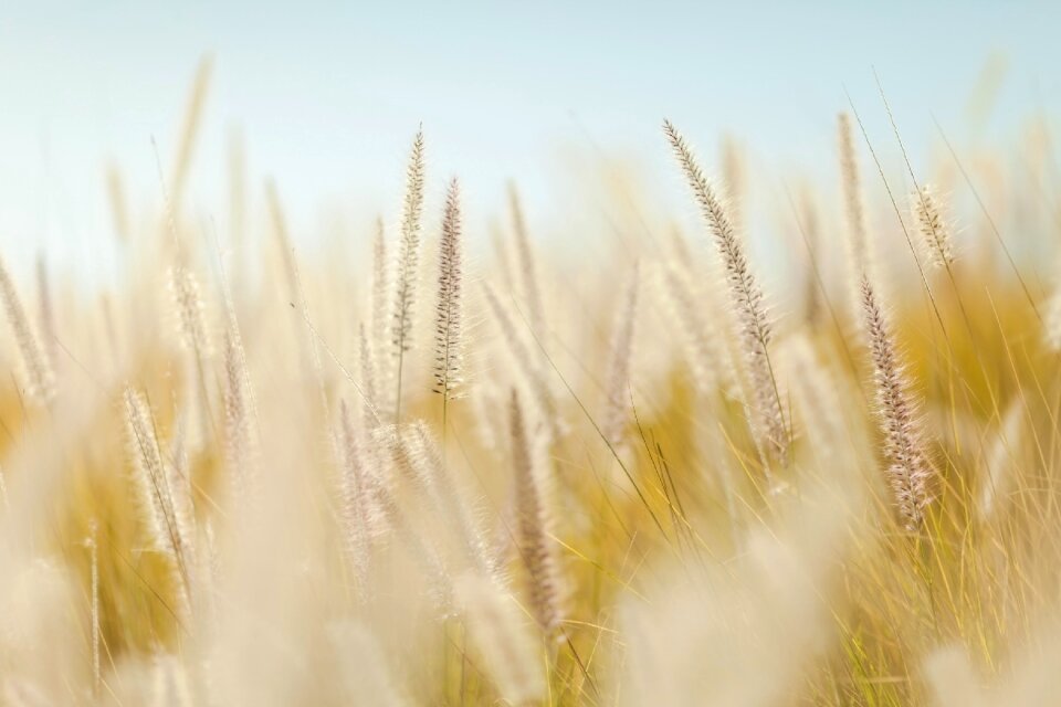Agriculture summer yellow