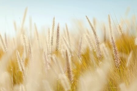 Agriculture summer yellow