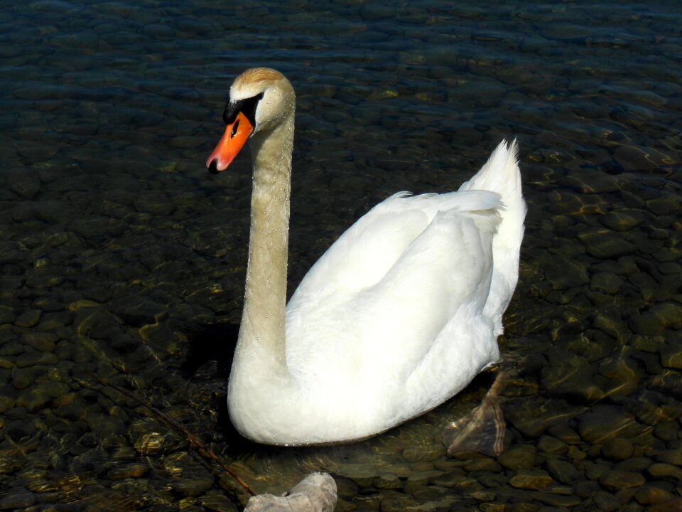 Stones water bird mood