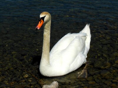 Stones water bird mood