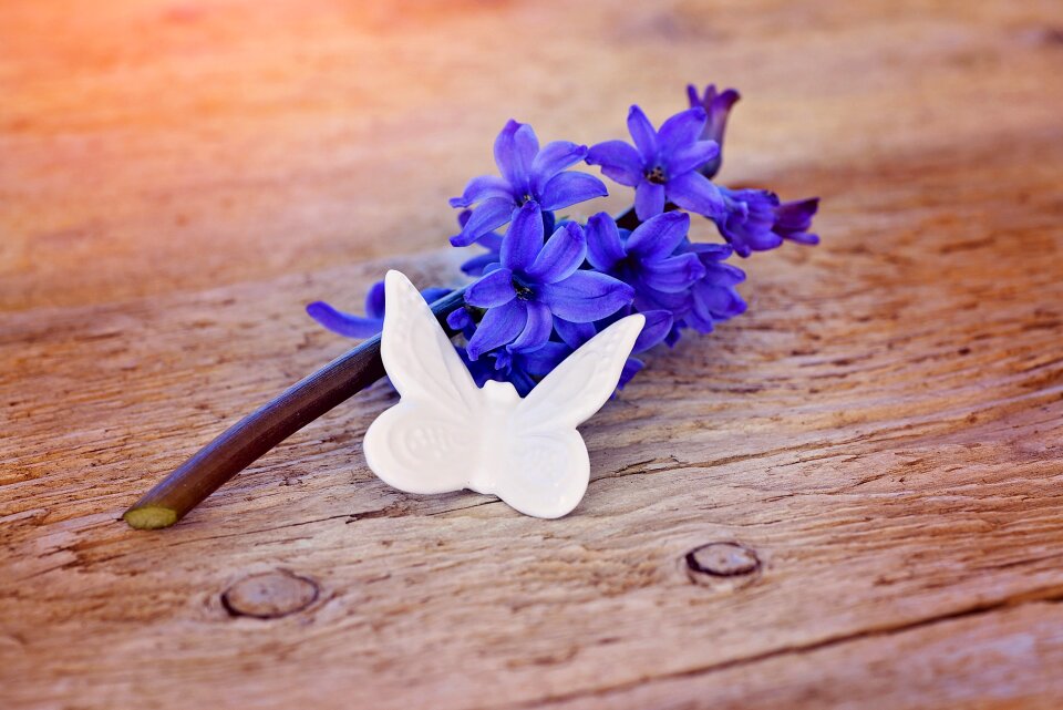 Bloom blue fragrant flower