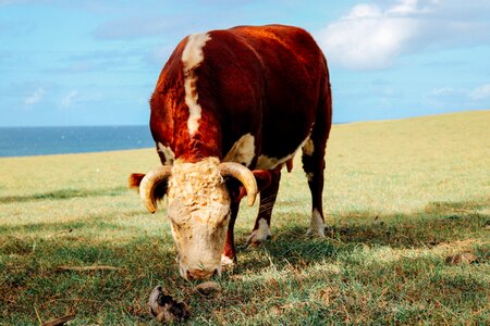 Farm cattle nature