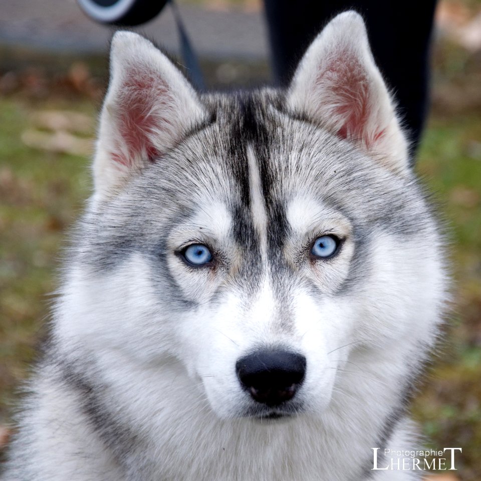 20170108-N36 Husky 0220