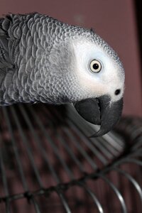 Parrot bird pet photo